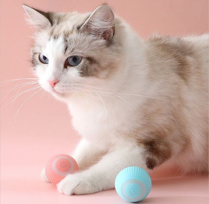 Ragdoll cat with Gravity Roller balls