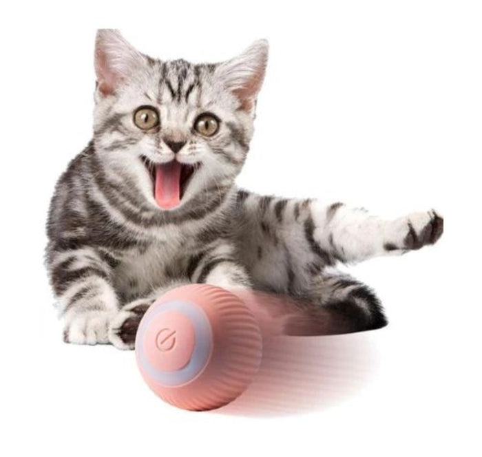 Tabby cat playing with Gravity Roller ball