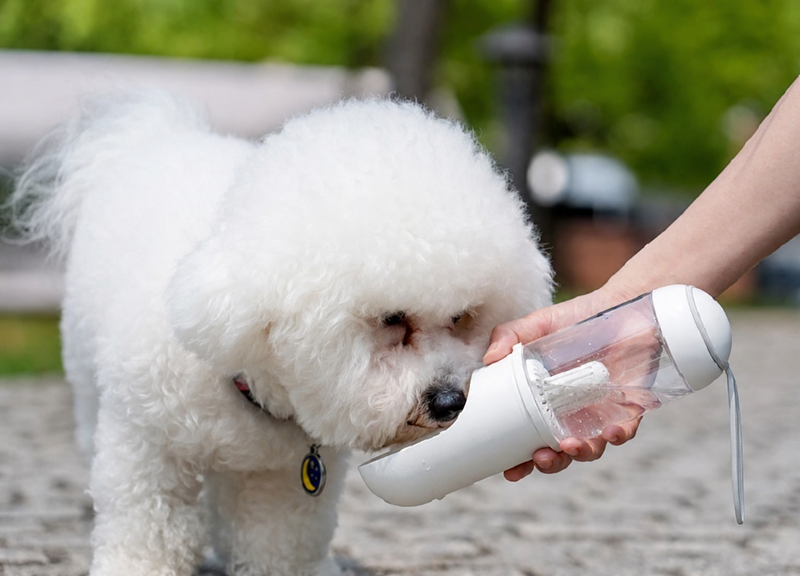 Dog drinking from PawVault water bottle at the park