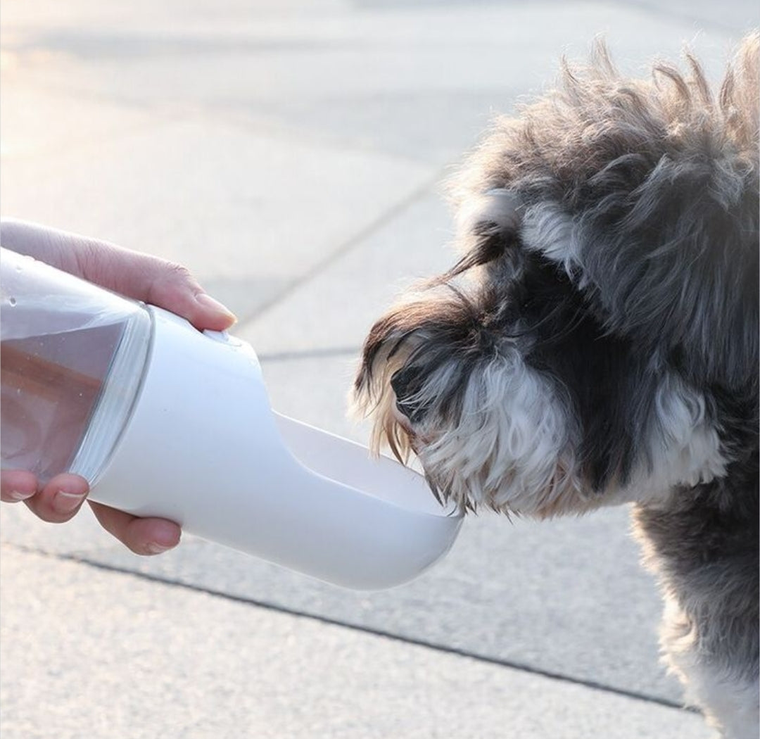 Schnauzer drinking from PawVault water bottle