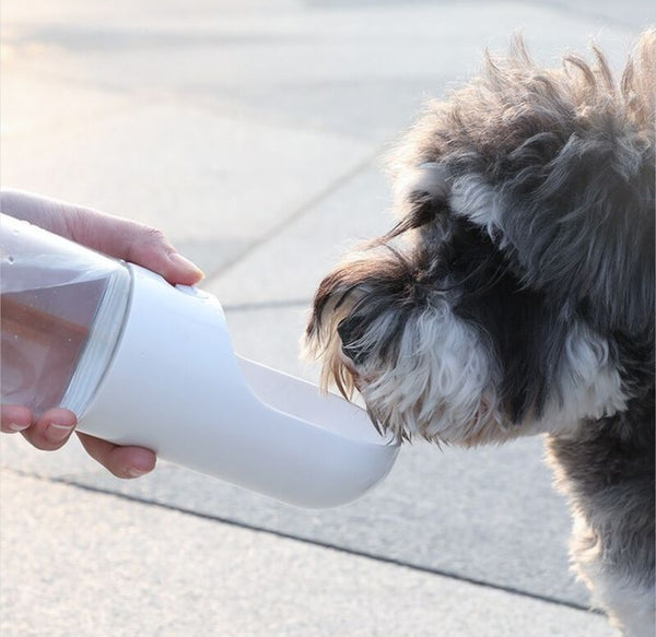Schnauzer drinking from PawVault water bottle