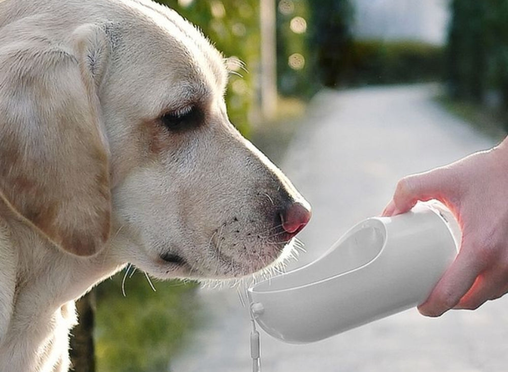 Labrador drinking from PawVault water bottle
