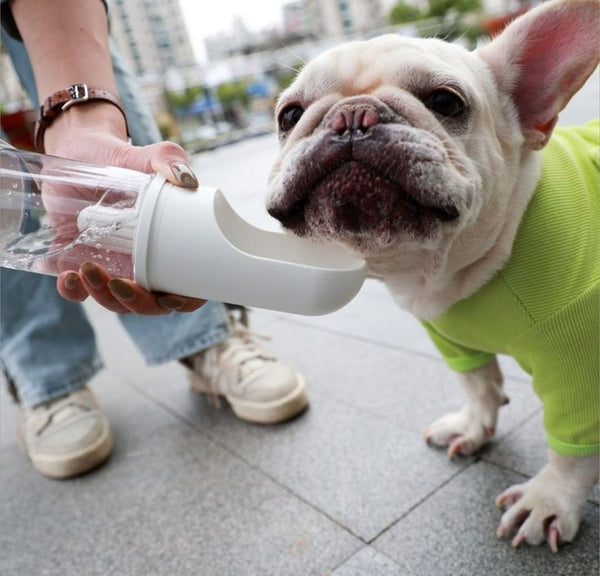 French bulldog drinking from PawVault water bottle