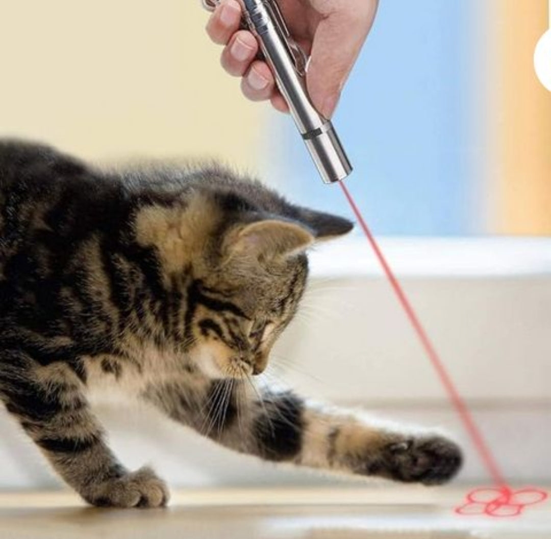 Kitten stalking laser beam