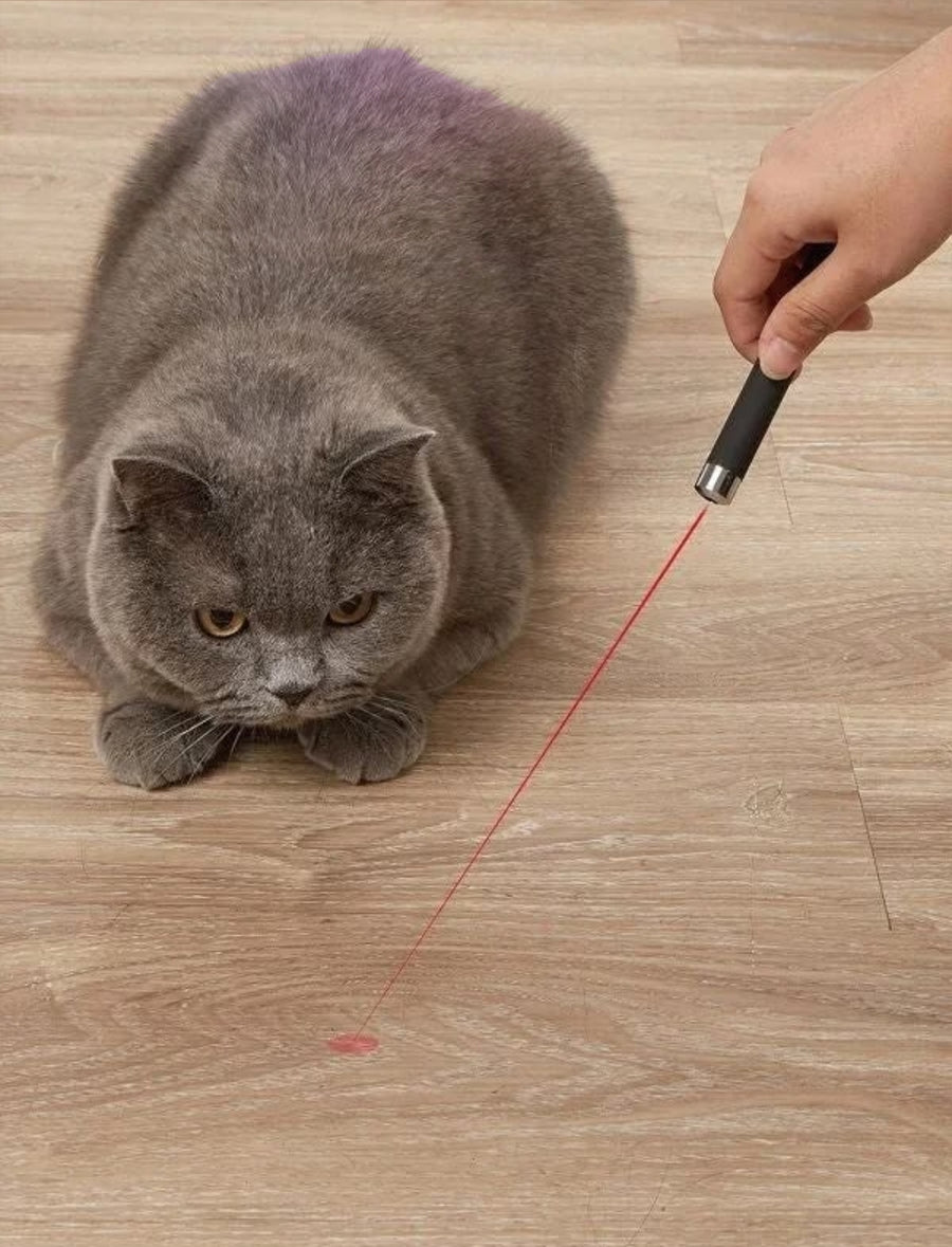 Scottish Fold cat staring intently at laser dot